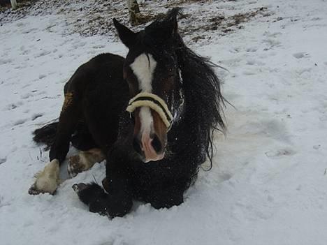 Welsh Cob (sec D) Valhallas Camelot billede 6