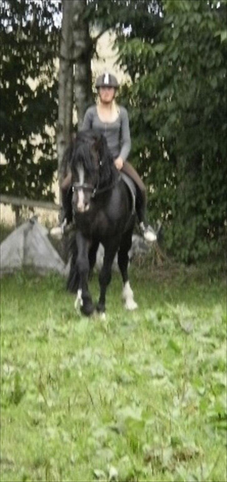 Welsh Cob (sec D) Valhallas Camelot - sofie der rider Camelot for første gang.. og først gang han bliver redet i lang tid. billede 7