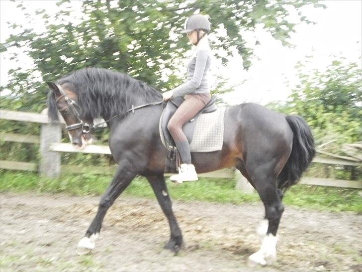 Welsh Cob (sec D) Valhallas Camelot - sofie der rider Camelot for første gang.. og først gang han bliver redet i lang tid. billede 8