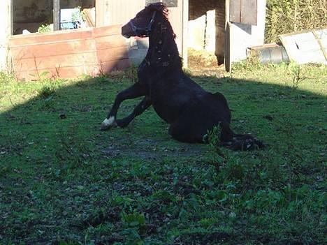 Welsh Cob (sec D) Valhallas Camelot billede 9