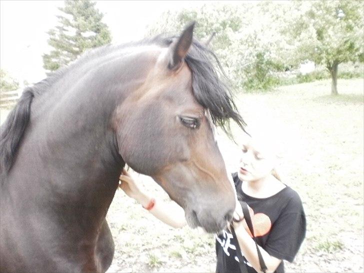 Welsh Cob (sec D) Valhallas Camelot - Camelot og kia i sommer 2010 billede 10