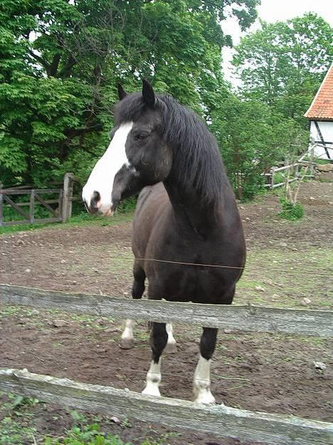 Anden særlig race Figther billede 1