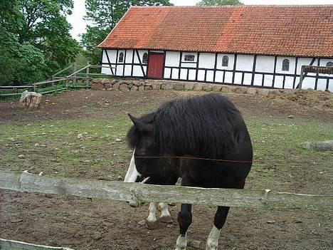 Anden særlig race Figther billede 2