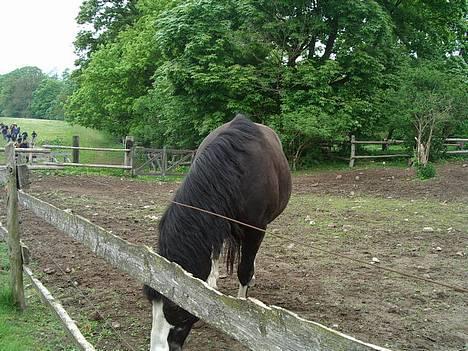 Anden særlig race Figther billede 3