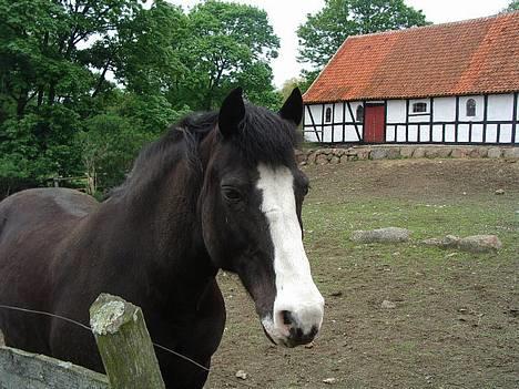 Anden særlig race Figther billede 4