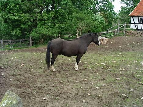 Anden særlig race Figther billede 5