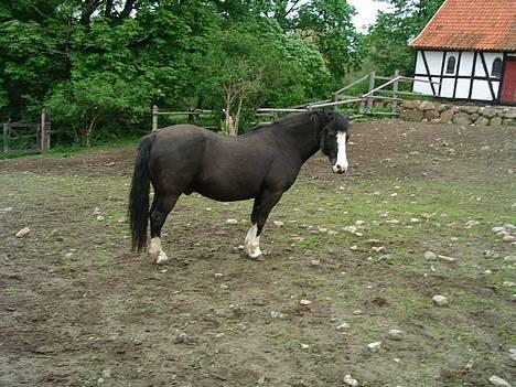 Anden særlig race Figther billede 6