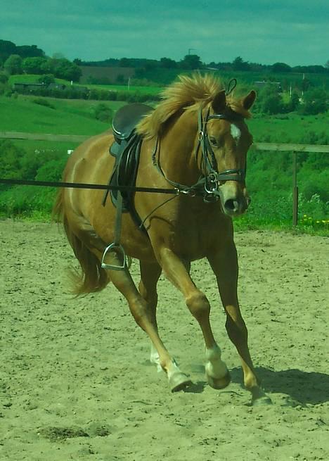 Dansk Varmblod Mistery billede 1