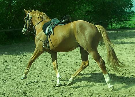 Dansk Varmblod Mistery billede 3