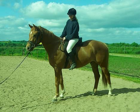 Dansk Varmblod Mistery billede 2