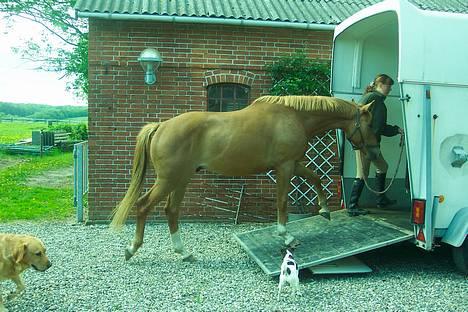 Dansk Varmblod Mistery billede 5