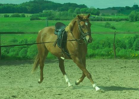 Dansk Varmblod Mistery billede 4