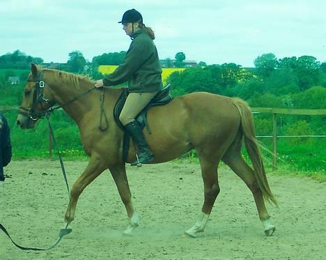 Dansk Varmblod Mistery billede 6