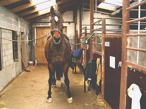 Dansk Varmblod CLAIRE - På Staldgangen billede 1