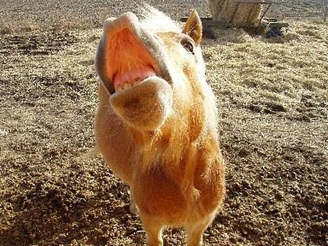 Haflinger Fonzie - død -04. - Smil til fotografen! :D billede 1