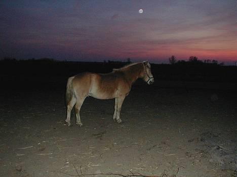 Haflinger Fonzie - død -04. - Står lige og kigger på solnedgangen.. billede 2