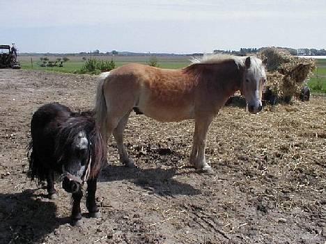 Haflinger Fonzie - død -04. - Fonzie og Fie.. Fie var en lille pony vi lånte til selskab da jeg havde solgt vores anden pony, og vi ventede på at hente Labella.. billede 3