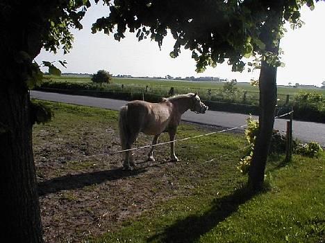 Haflinger Fonzie - død -04. billede 4