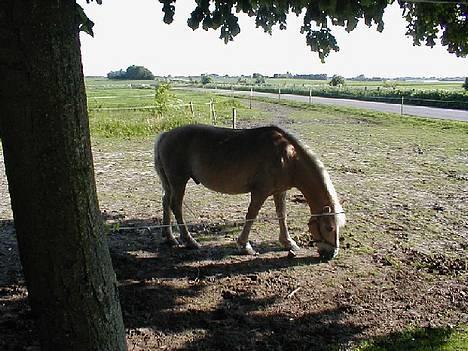 Haflinger Fonzie - død -04. billede 5