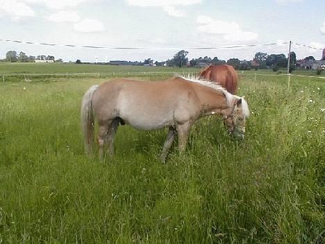 Haflinger Fonzie - død -04. - Fonzie.. Og Labellas røv lige bagved... :) billede 6