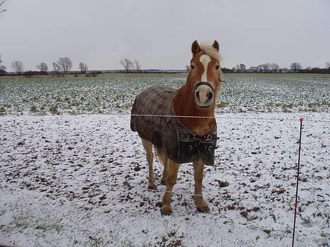 Haflinger Fonzie - død -04. - Fonzen hos Kristine... billede 8