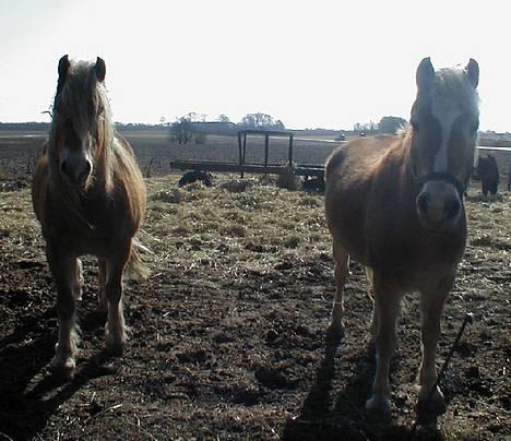 Haflinger Fonzie - død -04. - Fonzie og min anden haffer, Metor.. Metor bor nu i Rødby hos en der hedder Lene.. Han var også super dejlig!! billede 10