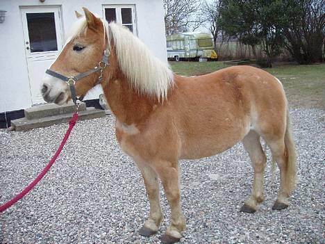 Haflinger Fonzie - død -04. billede 7