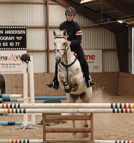 Irsk Sportspony Abbeytown Big Money*Solgt billede 1