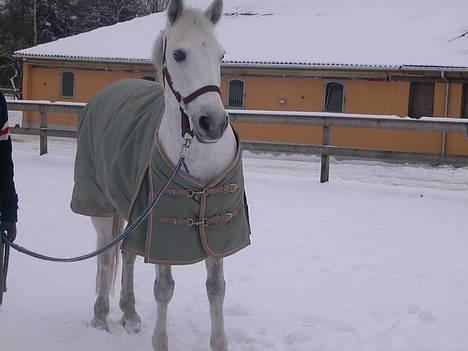 Irsk Sportspony Abbeytown Big Money*Solgt - Abbey i sneen med sit nye dækken som han allerede har flenset billede 2