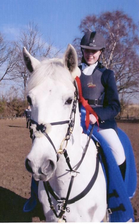 Irsk Sportspony Abbeytown Big Money*Solgt billede 3