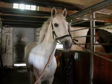 Irsk Sportspony Abbeytown Big Money*Solgt - Billedet blev taget den dag vi købte ham- for et år siden er er sket meget siden billede 4