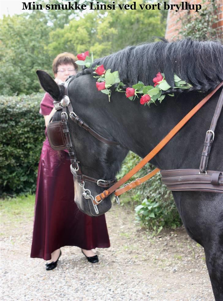 Norsk Døle Vedel´s Linsi - Hun var bare så fin med røderoser i manen, og klar til bryllupskørsel. billede 5