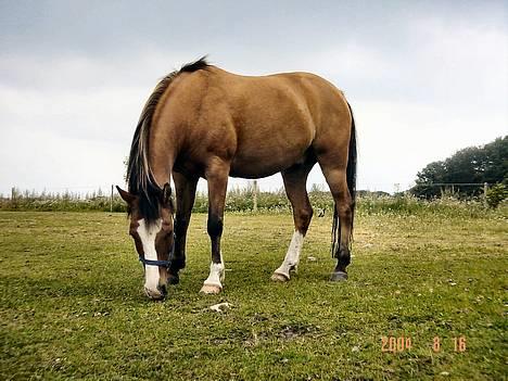 Anden særlig race samson - samson der græsser billede 7
