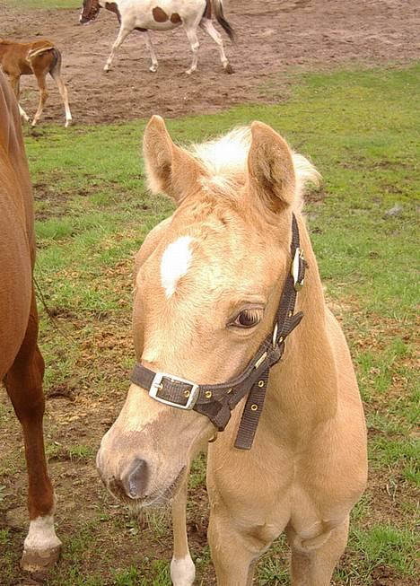 Palomino Gantrup Tjalfe - ...jamen så "Goddag, da". billede 2