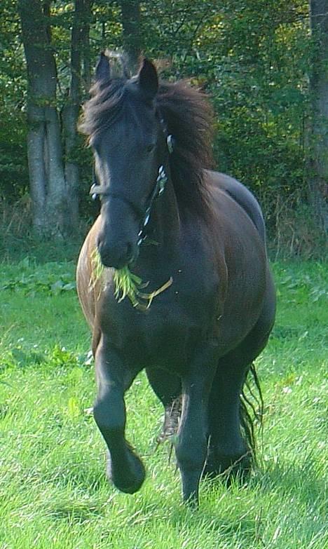 Frieser Arno S. - Herligt.. lækker saftigt græs.. hver dag ... ;o)   taget sidste efterår... billede 6