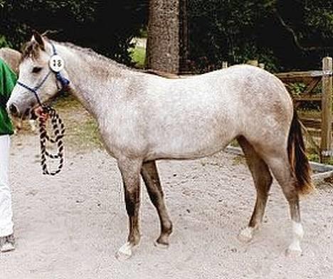 Connemara Dambæksgårds Flash Fasion - Fasion som 1-årig. billede 1