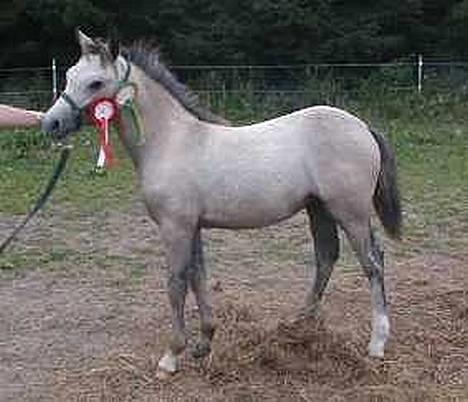 Connemara Dambæksgårds Flash Fasion - Dette er Fasion, da hun vandt Champion føl, i 2oo1! billede 2