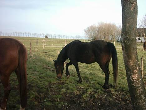 Traver Chanti billede 5