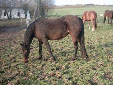 Traver Chanti billede 6