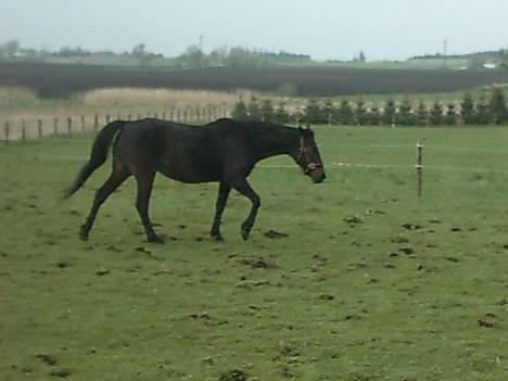 Traver Chanti billede 7