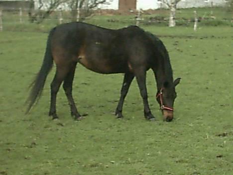 Traver Chanti billede 8