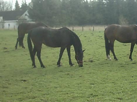 Traver Chanti billede 9