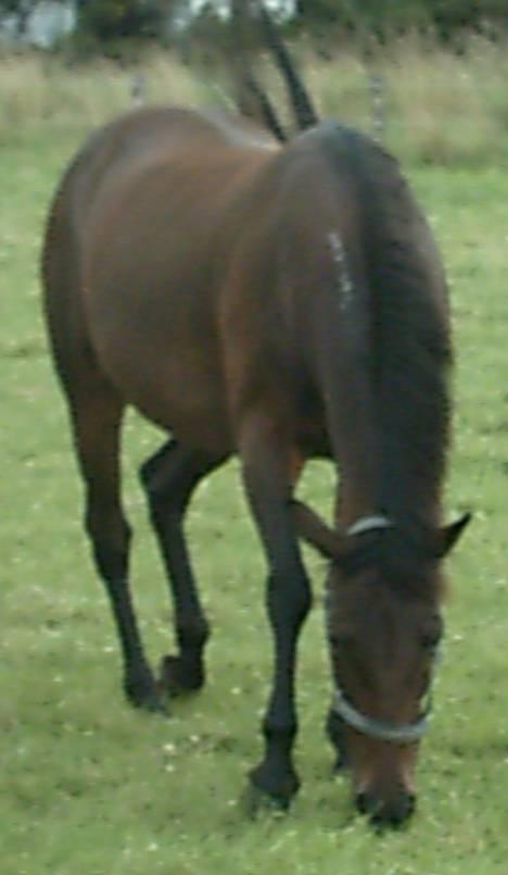 Traver Chanti billede 10