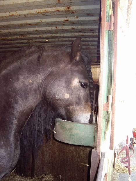 Nordsvensk Skovhest Miss Nelly - Nelly der spiser billede 2