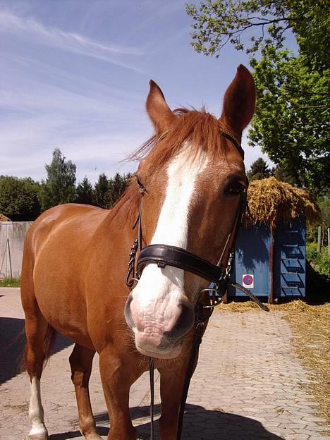 Dansk Varmblod Witus - Her er Witus så.... billede 1
