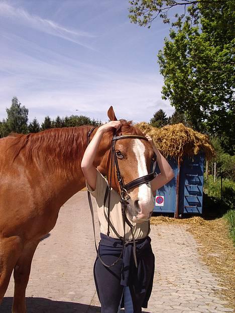 Dansk Varmblod Witus - Witus ved at blive gjort klar til at arbejde..... billede 2