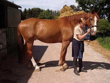 Dansk Varmblod Witus - Maiken og witus billede 3