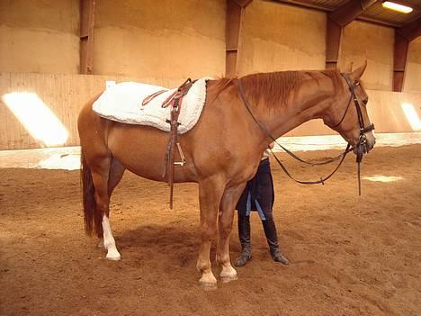 Dansk Varmblod Witus - Witus med alt udstyret på.... :o) billede 4