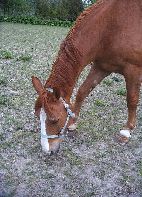 Dansk Varmblod Witus - Witus på fold billede 5