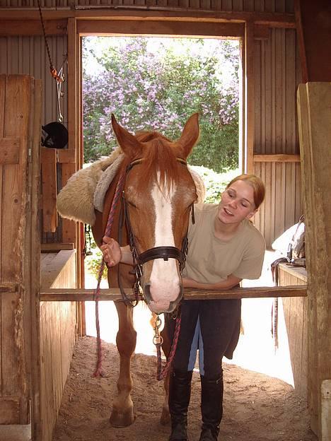 Dansk Varmblod Witus - Witus og Maiken i rampen, og vente på at rytteren bliver liftet på..... billede 6